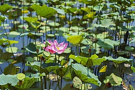 蓮花,粉紅色,自然