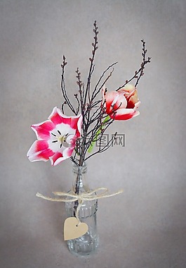 鮮花,郁金香,粉紅色白色