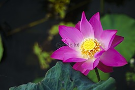 蓮花,自然,粉紅色
