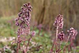 常見油炸,藥用植物,廠