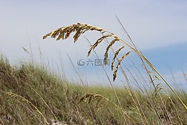 海燕麥,海灘,草