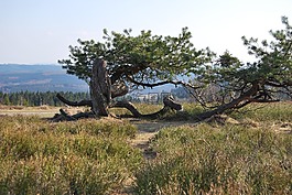 kahler 阿斯滕,性质,树