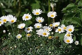 花,洋甘菊,廠