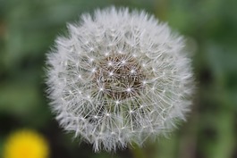 蒲公英,白,夏季花卉