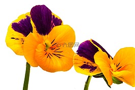 潘茜,花,黃色