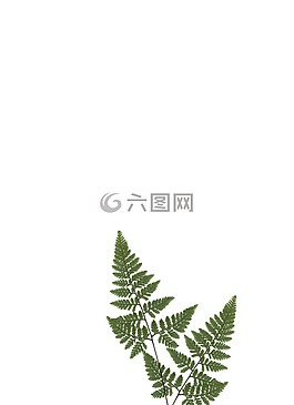 文具,紙,蕨類