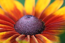 開花,紅色,黃色