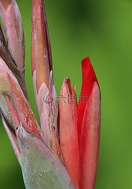開(kāi)花,紅色,朵紅色的花