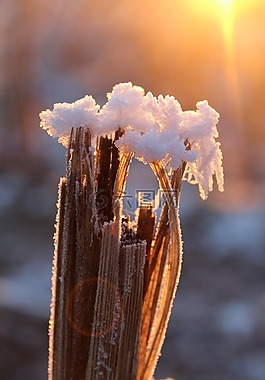 eiskristalle,雪,弗羅斯特