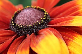 開(kāi)花,紅色,黃色