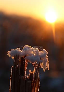 eiskristalle,雪,弗羅斯特