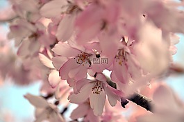 櫻花,花,開花