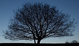 木材,自然,mols bjerge