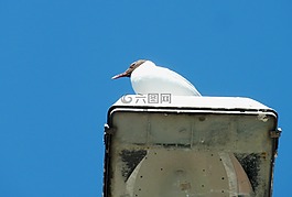 鷗,鳥(niǎo),羽毛