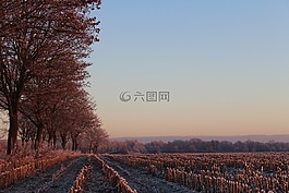 日出,冬天,樹(shù)
