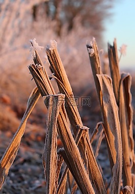 eiskristalle,雪,弗羅斯特
