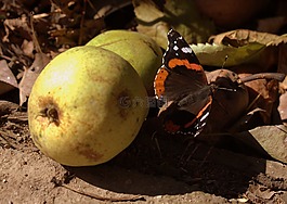蝴蝶,食品,第