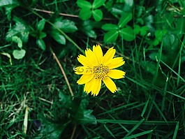 菊花,花,黃色