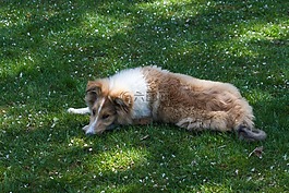 牧羊犬,狗,睡眠