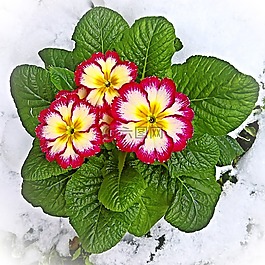 廠,報(bào)春花,黃花九輪草