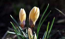 藏紅花,花,開花