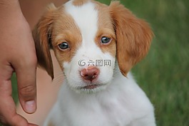 布列塔尼,狗,小狗