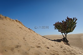 沙漠,沙,自然