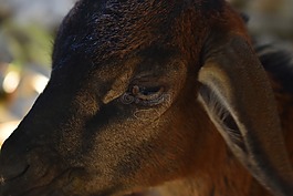 山羊,眼,動物