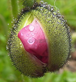 性質(zhì),花,毛茸茸