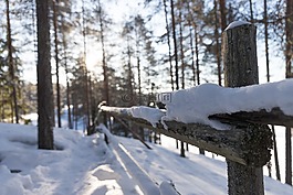 雪,冬天,木材