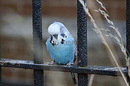 鳥,便宜,虎皮鸚鵡
