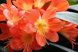 花,自然,平靜
