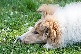 牧羊犬,狗,動物