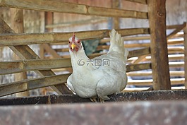 雞,農場,動物