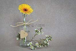 非洲菊,花,開花