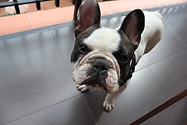 斗牛犬,狗,寵物