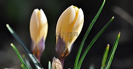藏紅花,花,開花