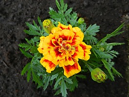 花,蔬菜,花園
