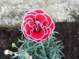 clavelina,花,春