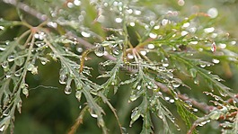 性質(zhì),一滴水,綠色