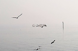 海鷗,飛行,陰霾