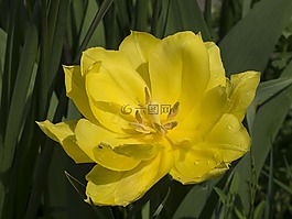 郁金香,黄色的花,郁金香春天