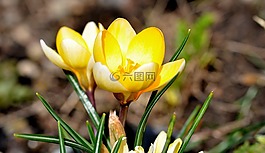 藏紅花,花,開花