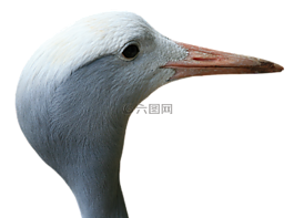 起重機,藍色,鳥