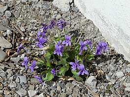 紫羅蘭色,鮮花,盛開