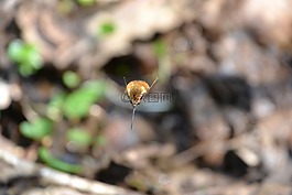 bombylius 主要,bombyliidae,hummelfliege