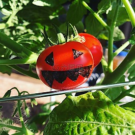 葡萄番茄,矮的西紅柿,標簽