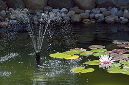 池塘,喷泉,睡莲