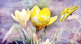 藏紅花,花,廠