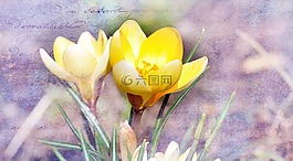 藏紅花,花,開花
